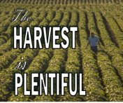 The Harvest is Plentiful Image