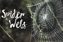 Spyder Webs - Pride Image